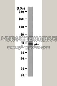 merck millipore,默克密理博,MABT110,Anti-Aggrecan (neoepitope) Antibody, clone BC-3