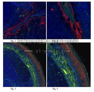 merck millipore,默克密理博,MABT118,Anti-Desmoglein-1 Antibody, clone 32-2B