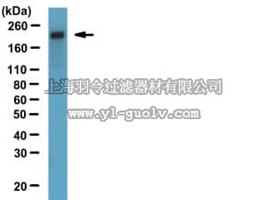 merck millipore,默克密理博,MABT11,Anti-ZO-1 Antibody, clone R40.76