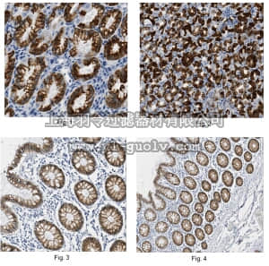 merck millipore,默克密理博,MABT122,Anti-AGR2 Antibody, clone 5G1.1