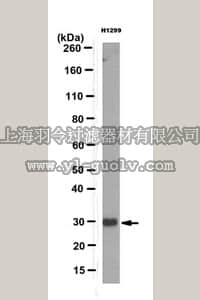 merck millipore,默克密理博,MABT123,Anti-Pirh2 Antibody, clone 11G8.1