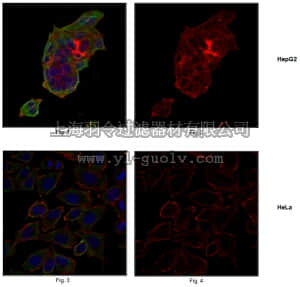 merck millipore,默克密理博,MABT124,Anti-Leukemia-associated RhoGEF/LARG Antibody, clone 13D2.1