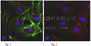 merck millipore,默克密理博,MABT129,Anti-VE-Cadherin Antibody (CD144), clone BV9