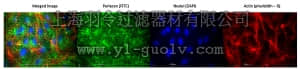 merck millipore,默克密理博,MABT12,Anti-Heparan Sulfate Proteoglycan (Perlecan) Antibody, clone 5D7-2E4