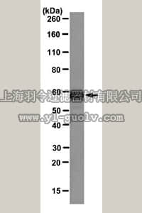 merck millipore,默克密理博,MABT130,Anti-Protein disulfide-isomerase Antibody, clone 1D3