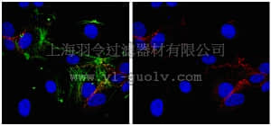 merck millipore,默克密理博,MABT134,Anti-VE-cadherin Antibody, clone BV6