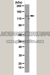 merck millipore,默克密理博,MABT138,Anti-Ahi-1 (Jouberin) Antibody, clone C-mAh1-1 M5