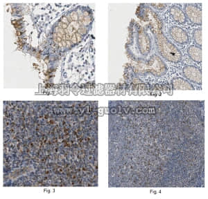 merck millipore,默克密理博,MABT140,Anti-Claudin-4 Antibody, clone 10B4.3