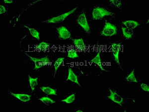 merck millipore,默克密理博,MABT145,Anti-Calreticulin Antibody, clone EPR3924, rabbit monoclonal