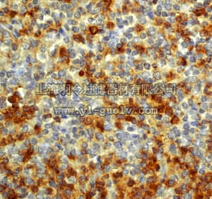 merck millipore,默克密理博,MABT149,Anti-CD11b/ITAM Antibody, clone EP1345Y, rabbit monoclonal
