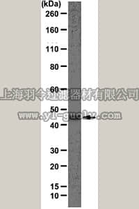 merck millipore,默克密理博,MABT14,Anti-Cytohesin-1 Antibody, clone 7H2