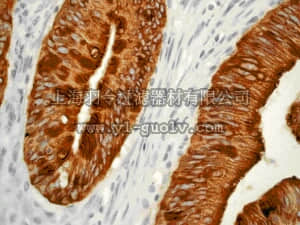 merck millipore,默克密理博,MABT150,Anti-Cytokeratin 20 Antibody, clone EPR1622Y, rabbit monoclonal