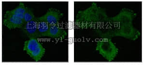 merck millipore,默克密理博,MABT152,Anti-Kinesin-like protein KIF11 Antibody, clone 14B12.2