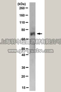 merck millipore,默克密理博,MABT154,Anti-Cenexin Antibody, clone 2F6.1