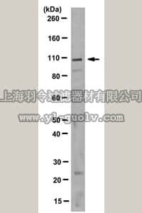 merck millipore,默克密理博,MABT159,Anti-GPNMB Antibody/NMB, clone 3H7.2