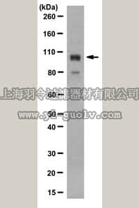 merck millipore,默克密理博,MABT176,Anti-SOX-6, clone 3F4.1 Antibody