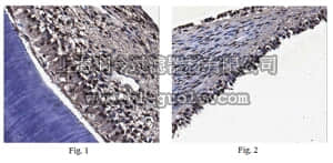 merck millipore,默克密理博,MABT179,Anti-Osterix (SP7) Antibody, clone 6B12.1
