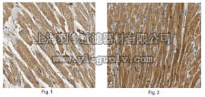 merck millipore,默克密理博,MABT194,Anti-MLCK Antibody, clone 6A11.1