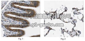 merck millipore,默克密理博,MABT196,Anti-Endoplasmin GRP94 Antibody, clone 10C1.2