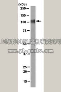 merck millipore,默克密理博,MABT199,Anti-Integrin Beta1 Antibody, clone 8E3
