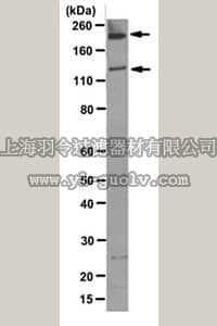 merck millipore,默克密理博,MABT203,Anti-Abl (c-, v-, Bcr-) Antibody, clone 24-21