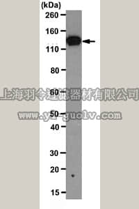 merck millipore,默克密理博,MABT20,Anti-OL-protocadherin Antibody, clone 5G10