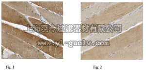 merck millipore,默克密理博,MABT212,Anti-Nebulin Antibody, clone 9H7.1