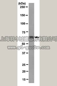 merck millipore,默克密理博,MABT213,Anti-SHP-1 Antibody, clone HG213, rabbit monoclonal
