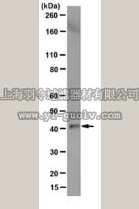 merck millipore,默克密理博,MABT219,Anti-Actin Antibody, clone JLA20