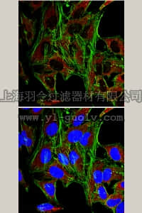 merck millipore,默克密理博,MABT24,Anti-Myomesin Antibody, clone 5D11