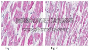 merck millipore,默克密理博,MABT25,Anti-Myosin 2 Antibody, clone 5B11.1