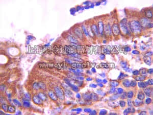 merck millipore,默克密理博,MABT26,Anti-E-cadherin Antibody, clone DECMA-1