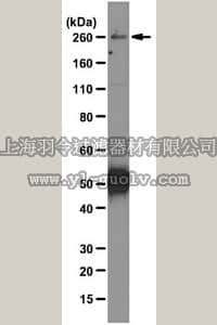 merck millipore,默克密理博,MABT29,Anti-Ninein Antibody, clone 79-160-7