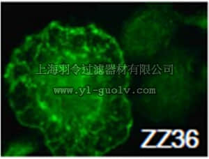 merck millipore,默克密理博,MABT334,Anti-WASF2/WAVE-2 Antibody, clone ZZ36-12