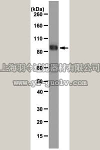 merck millipore,默克密理博,MABT36,Anti-COMP (Thrombospondin-5) Antibody, clone 484D1