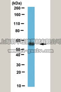 merck millipore,默克密理博,MABT376,Anti-Ero1 Antibody, clone 2G4/12