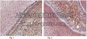 merck millipore,默克密理博,MABT37,Anti-Dentin sialoprotein Antibody, clone 2C12.3