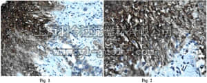 merck millipore,默克密理博,MABT38,Anti-Laminin subunit alpha-4 Antibody, clone 3H2
