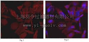 merck millipore,默克密理博,MABT390,Anti-Syntaxin-2 Antibody, clone 2F2.1