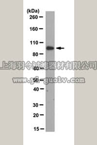 merck millipore,默克密理博,MABT394,Anti-Plakophilin-2 Antibody, clone 8H6