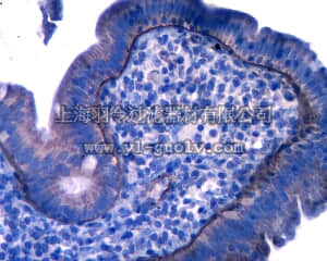 merck millipore,默克密理博,MABT39,Anti-Laminin alpha 5 Antibody, clone 4B12