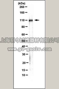 merck millipore,默克密理博,MABT409,Anti-Integrin Beta1, clone AIIB2 (Azide Free) Antibody