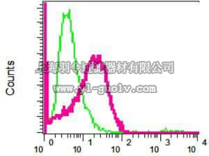merck millipore,默克密理博,MABT467,Anti-DSG2, clone EPR6767(B), Rabbit Monoclonal Antibody