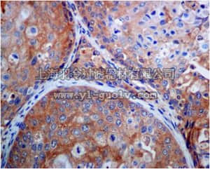 merck millipore,默克密理博,MABT475,Anti-RACK1, clone EPR7388, Rabbit Monoclonal Antibody
