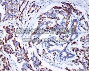 merck millipore,默克密理博,MABT503,Anti-MEMO1, clone EPR5791, Rabbit Monoclonal Antibody