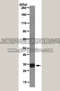 merck millipore,默克密理博,MABT51,Anti-Galectin-3 Antibody, clone M3/38