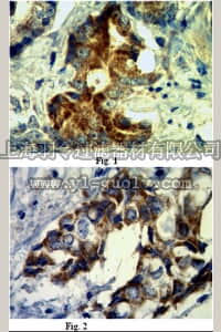 merck millipore,默克密理博,MABT64,Anti-Nectin-4/PVRL4 Antibody, clone N4.61