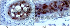 merck millipore,默克密理博,MABT84,Anti-Aggrecan Antibody, clone 1-C-6