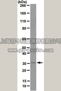 merck millipore,默克密理博,MABT91,Anti-EB1 Antibody, clone 1A11/4