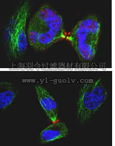 merck millipore,默克密理博,MABT96,Anti-Anillin Antibody, clone 5f3.1